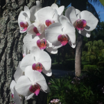 A cascade of white orchid flowers with pink centers tumbles down along the rough bark of a nearby tree.