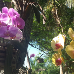 Yellow and pink orchid flowers hang in baskets from tropical trees