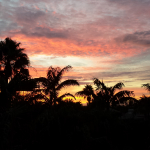 A canopy of tropical palm trees is inky black against the evening sky painted with a mixture of warm and cool colors.