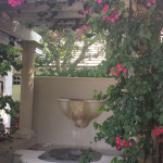 A pink Bougainvillea bush surrounds an ornate fountain