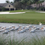 A flock of White Pelicans floats on a grass-lined lake on the golf course with residential homes in the background.