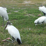 Four Wood Storks sit awkwardly on a patch of green grass