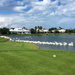 White Pelicans enjoy a large lake and green embankment on the golf course in Orchid surrounded by residential homes.