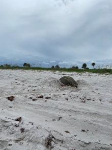 A sea turtle digs into a sandy beach to nest with dune plantings in the background.
