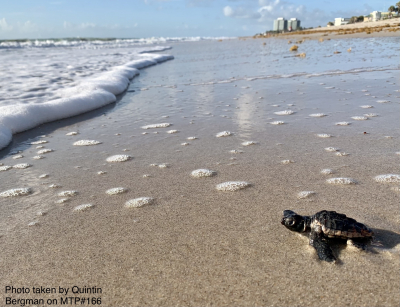 Loggerhead turtle hatchling on the beach in Indian River County heads toward the ocean.