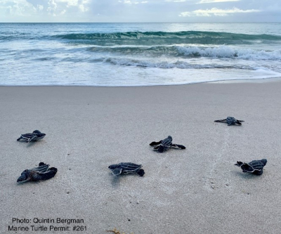 Leatherback hatchlings crawling into the surf.