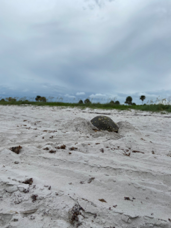 A sea turtle seeks a spot to lay a nest on the sandy shore at dusk as distant palm trees dot the horizon.