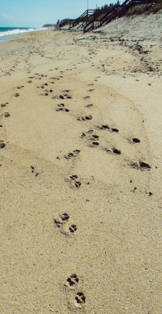 Dog prints in the sand of the beach.