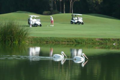 White Pelicans float on still waters of a lake, as golfers with golf carts prepare for the next swing at the ball on land.