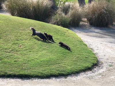 An adult otter with two infant otters runs up a grassy mound on the Orchid golf course.