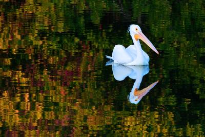 A single white pelican floats on a lake with a mirror-like surface surrounded by green and yellow leaved bushes.