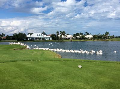 White Pelicans enjoy a large lake and green embankment on the golf course in Orchid surrounded by residential homes.