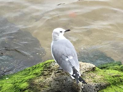 A solitary Laughing Gull perches on a rock overlooking a pond surrounded by grass.