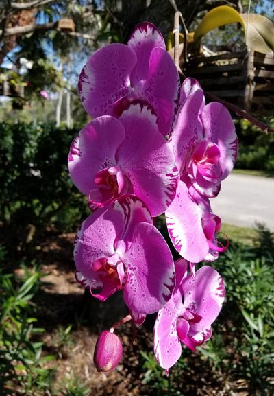 Close-up of a cascade of pink orchids.