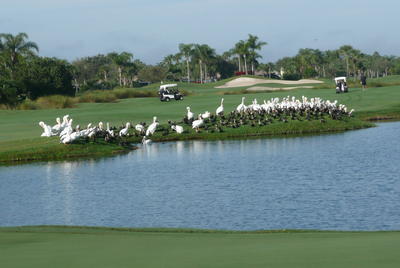 White Pelicans and Double-crested Cormorants congregate on the grassy embankment of a lake undisturbed by a nearby golf cart.