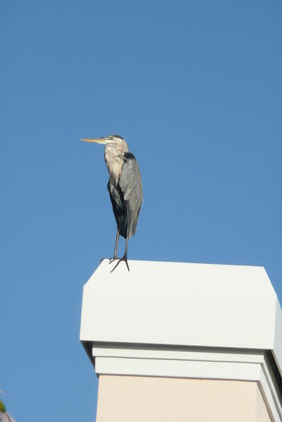 A Great Blue Heron tucks in its long neck as it stands perched atop a chimney in Orchid.