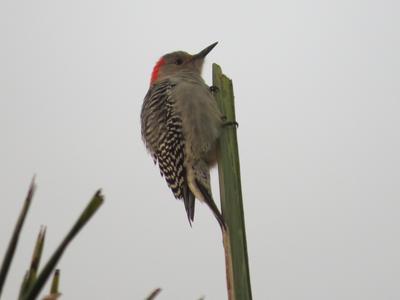 A Red-bellied Woodpecker clings vertically to a branch.