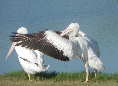 A White Pelican, with its wings spread wide, appears to sneak up behind another.