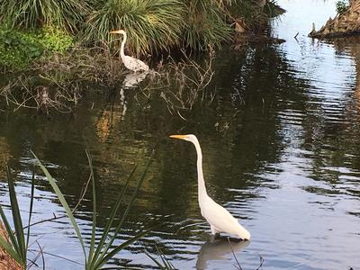 A Great Egret wades in a grass-lined pond accompanied by a mate closer to shore.