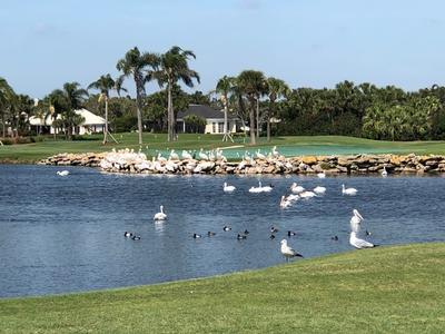 A variety of local waterfowl enjoy a lake on Orchid's golf course lined by palm trees and homes.