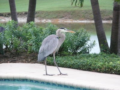 A Great Blue Heron walks along pool decking of an Orchid home.