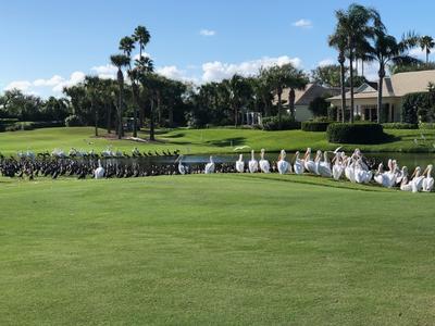 A flock of White Pelicans co-mingles with Double-crested Cormorants all along a lake on the Orchid golf course.