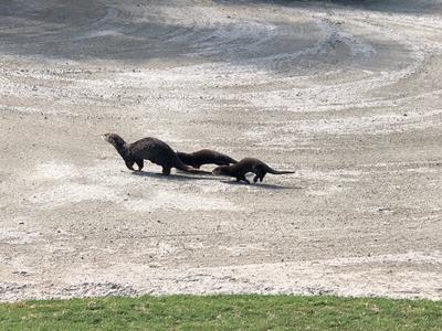 An adult otter with two infant otters following close behind runs across a gravely surface.