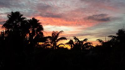 A canopy of tropical palm trees is inky black against the evening sky painted with a mixture of warm and cool colors.