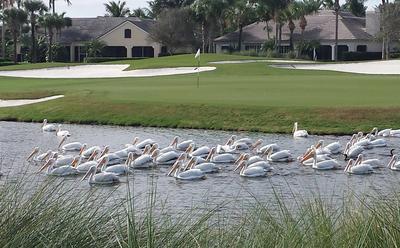 A flock of White Pelicans floats on a grass-lined lake on the golf course with residential homes in the background.