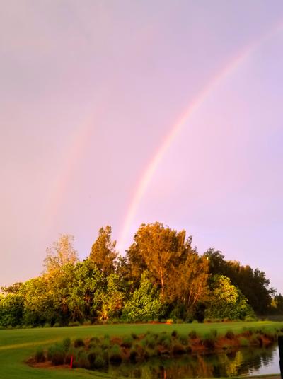 A rainbow emerges from an area of thick trees on a cloudless day with purple-tinted skies.