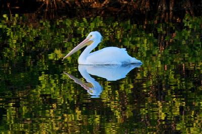 A single White Pelican is perfectly reflected as it floats on peaceful water in a lake of the Orchid golf course