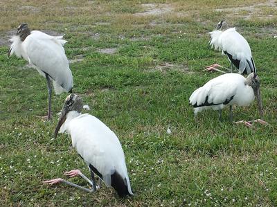 Four Wood Storks sit awkwardly on a patch of green grass