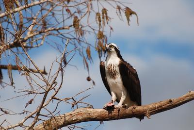 An Osprey sits perched on a branch with no leaves.