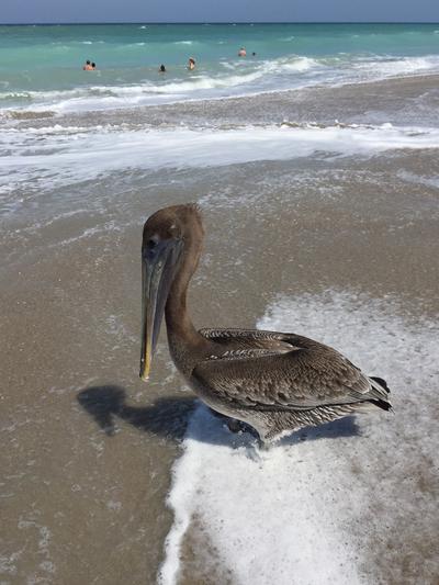 A Brown Pelican stands on the beach, as local residents enjoy splashing around in the surf