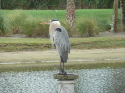A Great Blue Heron stands perched upon a sundial with a lake, sandy embankment, green golf course and tall grasses in the back. 