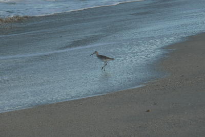 A Sandpiper gingerly walks around on the beach as it watches for the next wave.