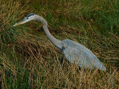 A Great Blue Heron stands in tall yellow grasses, which obscure its long legs.