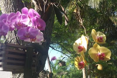 Yellow and pink orchid flowers hang in baskets from tropical trees