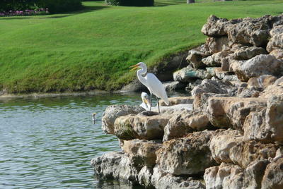 A Great Egret and White Pelican stand upon a rocky embankment overlooking the water of a lake of the golf course.