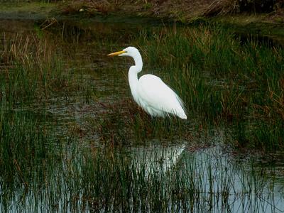 A Great Egret stands in a lake with tall grasses growing in it on the Orchid golf course.