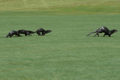 Four wet otters run across the green of the golf course. 