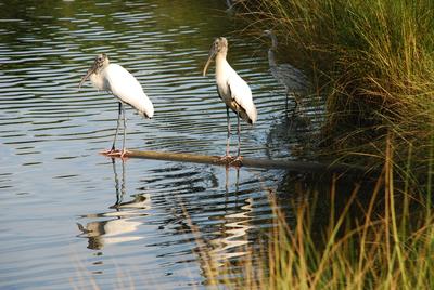 Two Wood Storks balance on a long log floating on a lake of the Orchid golf course surrounded by tall grasses.