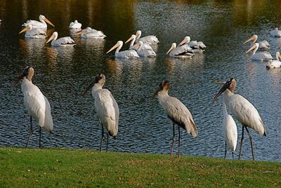 Four Wood Storks stand in a line along the grassy edge of a lake on the Orchid golf course, as pelicans float nearby.