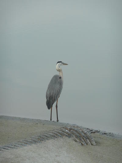 A Great Blue Heron stands at the very edge of a body of water on a hazy day with a large drainage pipe nearby.