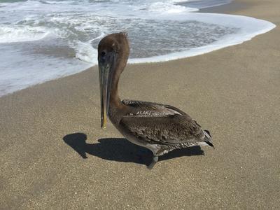 A Brown Pelican stands with its webbed feet buried in the sand on the beach.