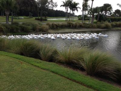 A flock of White Pelicans floats on a lake surrounded by the green hills of the Orchid golf course