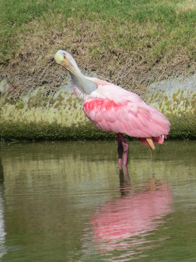 A Roseate Spoonbill stands in the water as it uses its beak to scratch an itch at the top of its folded wing.