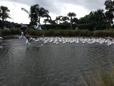 White Pelicans take off in flight from a lake of the Orchid golf course.