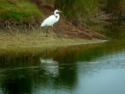 A Great Egret steps gingerly along a grassy incline next to a lake on the Orchid golf course.
