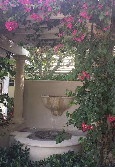 A pink Bougainvillea bush surrounds an ornate fountain